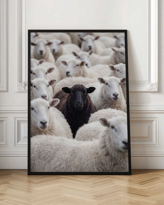 One Black Sheep