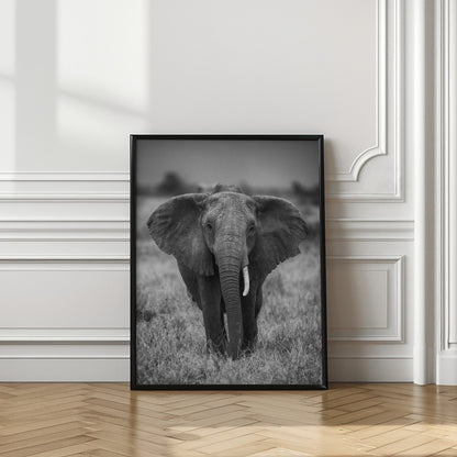 SINGULARITY | Elephant wall art