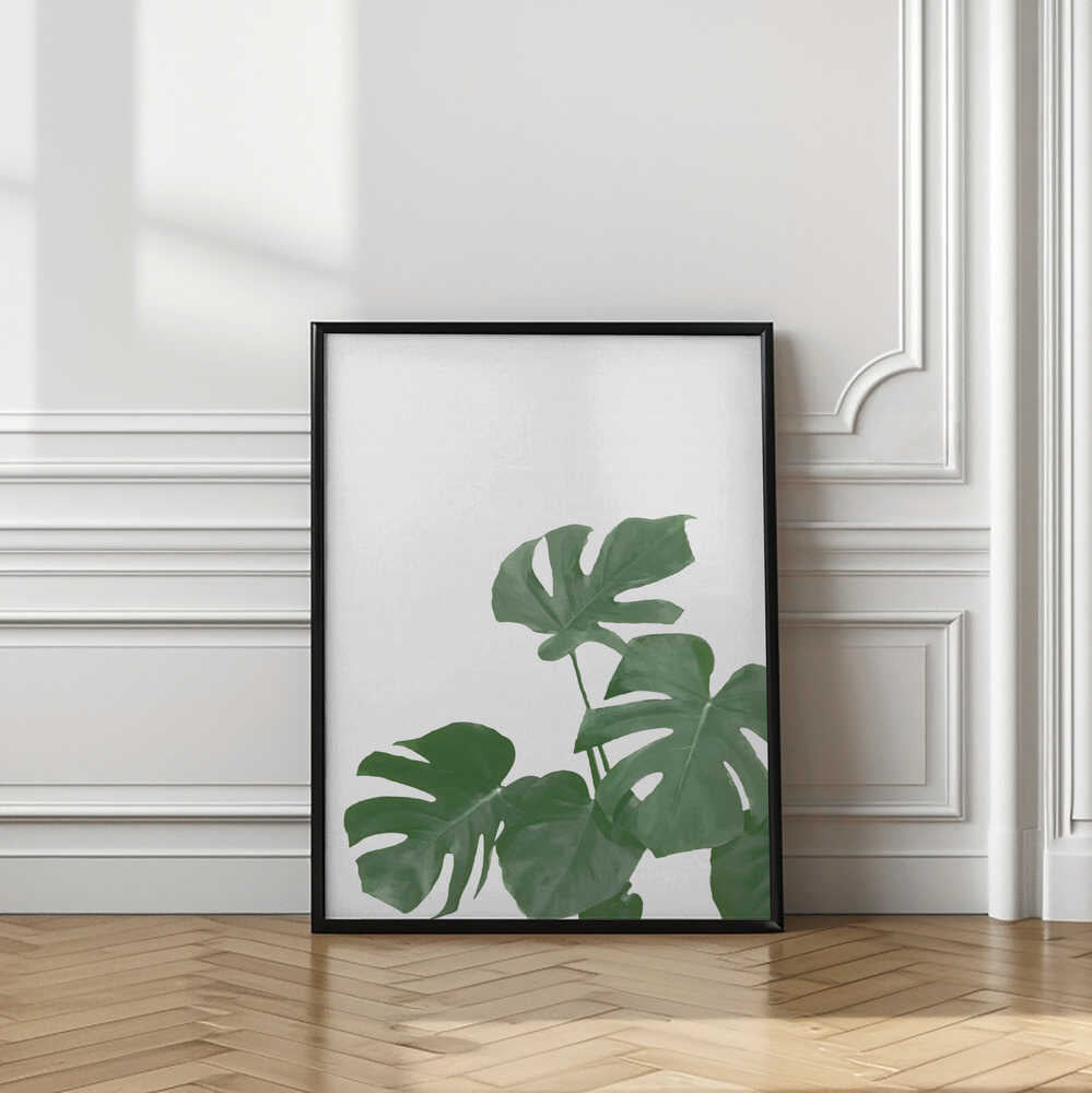 Monstera Aqua 04