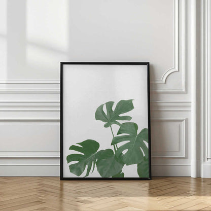 Monstera Aqua 04