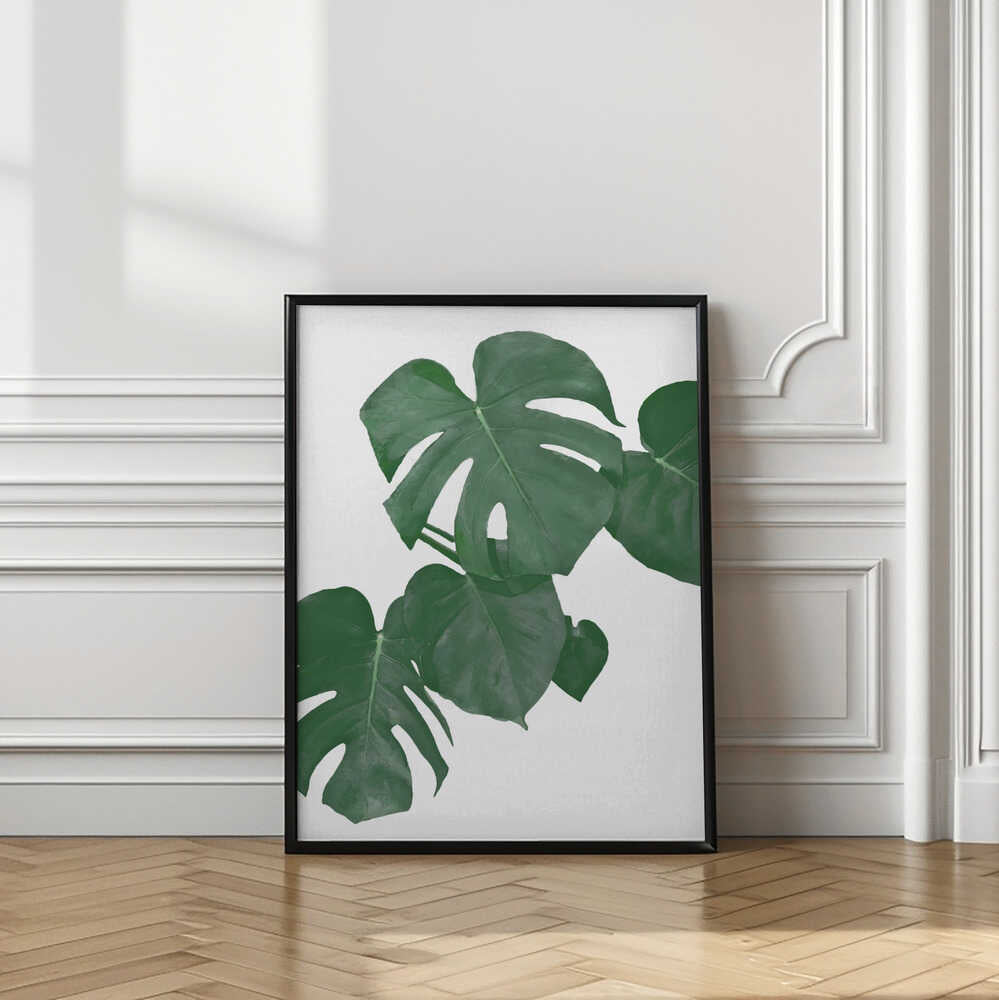 Monstera Aqua 01