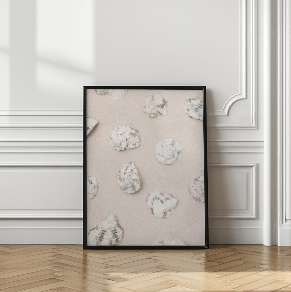 Shells_2