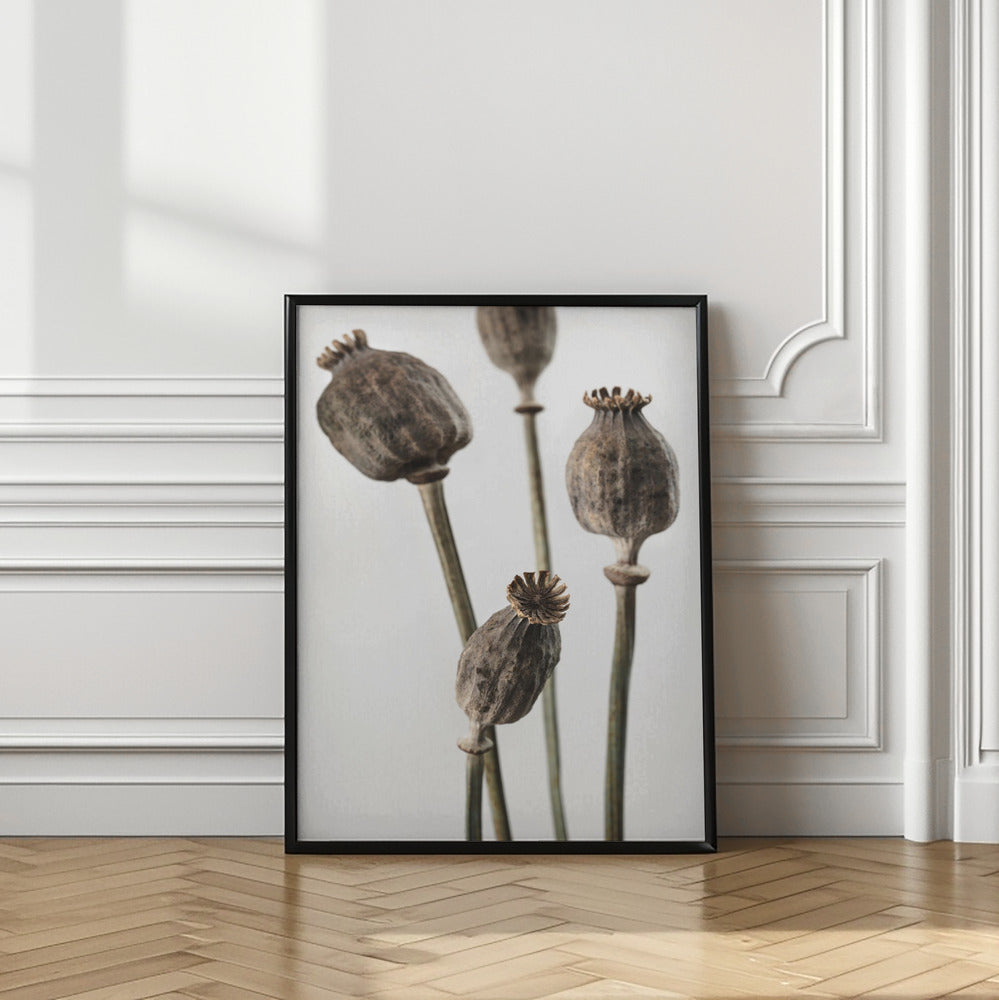 Dried Flowers Photographic Art Print Vol 2