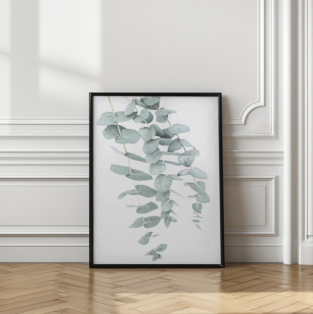 Eucalyptus I