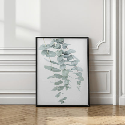 Eucalyptus I