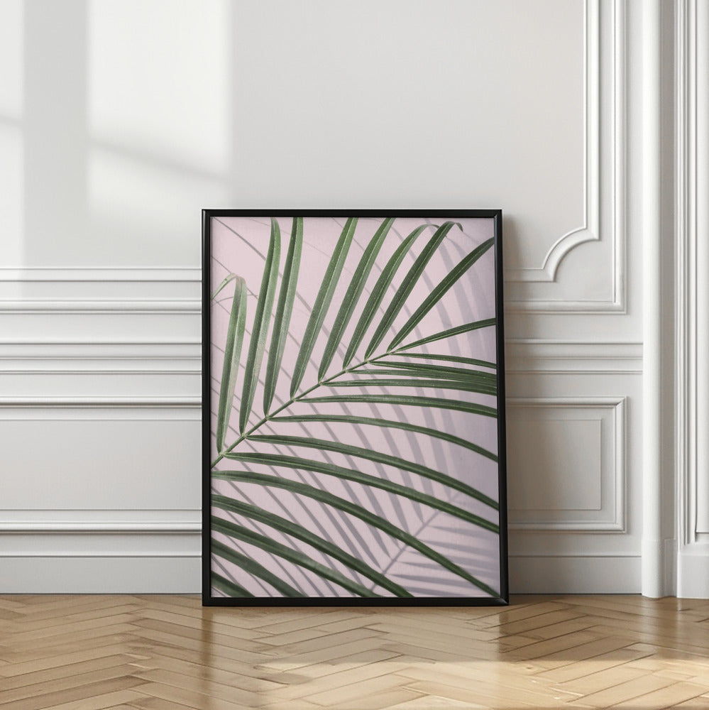 Palm Leaf Shadow