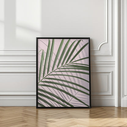 Palm Leaf Shadow