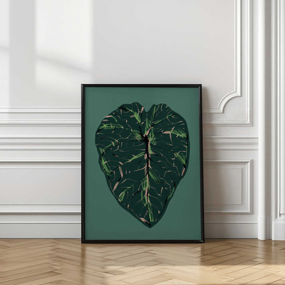 Alocasia Melo Dark