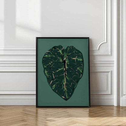 Alocasia Melo Dark