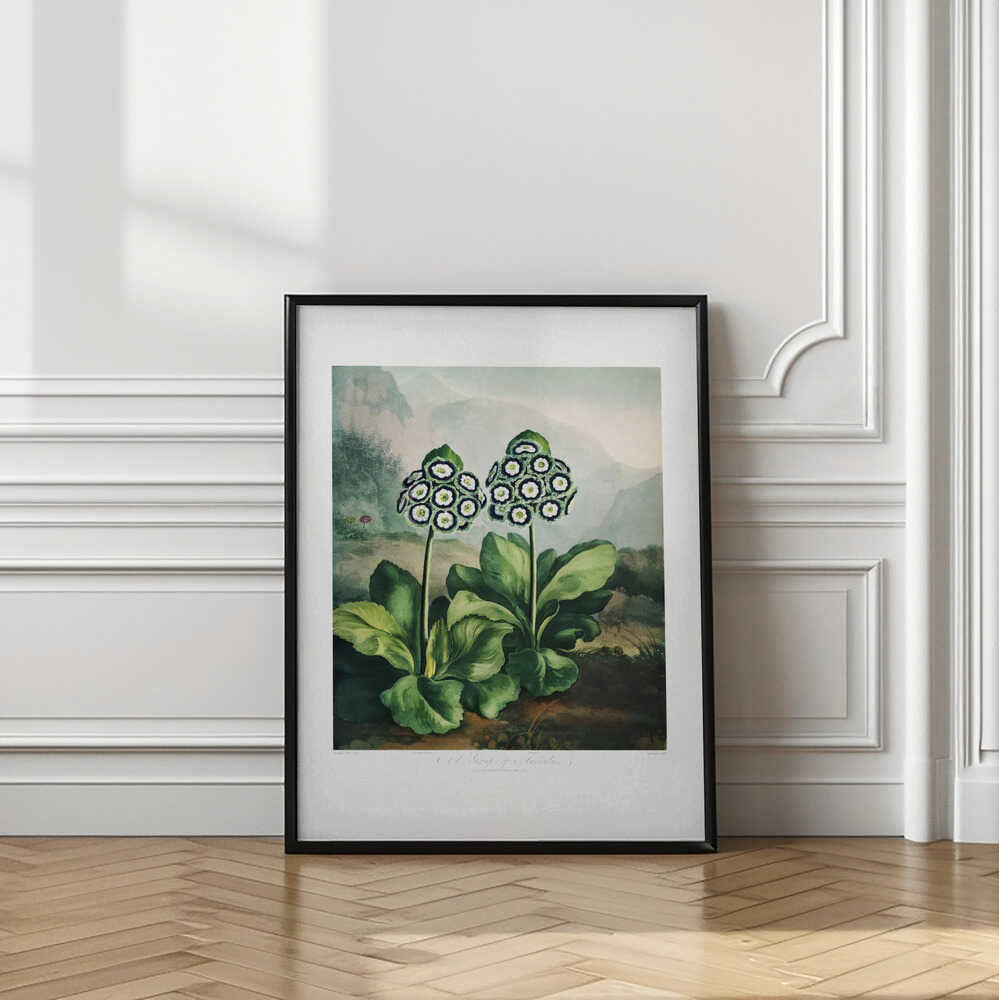 A Group of Auriculas from The Temple of Flora 2 (1807)