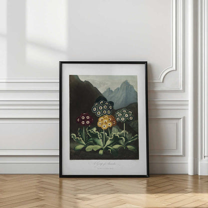 A Group of Auriculas from The Temple of Flora (1807)
