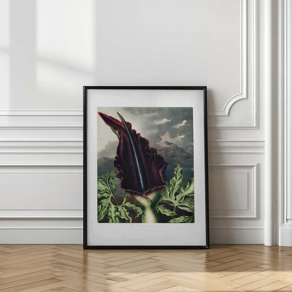 The Dragon Arum from The Temple of Flora (1807)