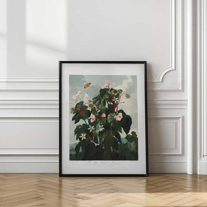 The Oblique–Leaved Begonia from The Temple of Flora (1807)