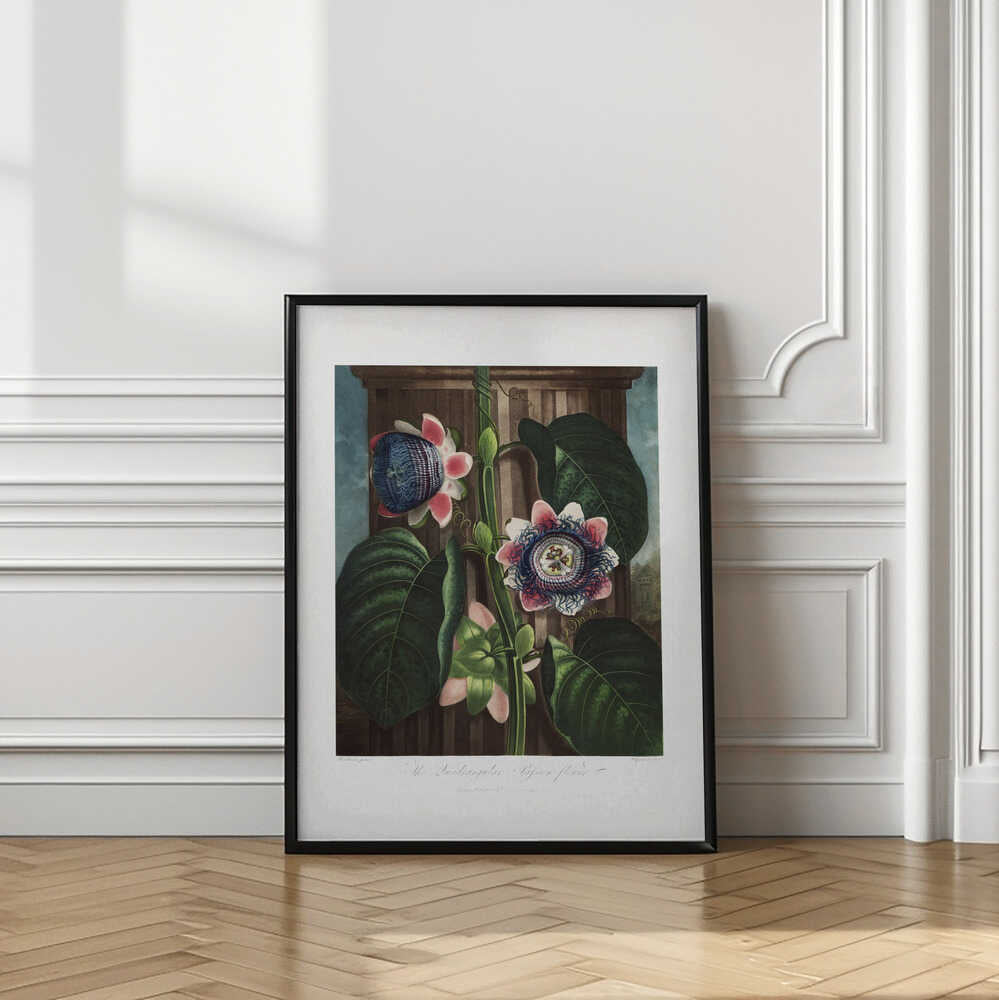 The Quadrangular Passion Flower from The Temple of Flora (1807)