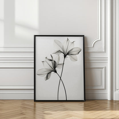 Transparent Botanic No 6 |Black and white floral wall art