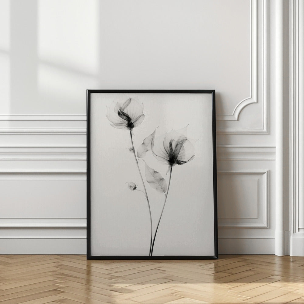 Transparent Botanic No 7 | Black and white floral wall art