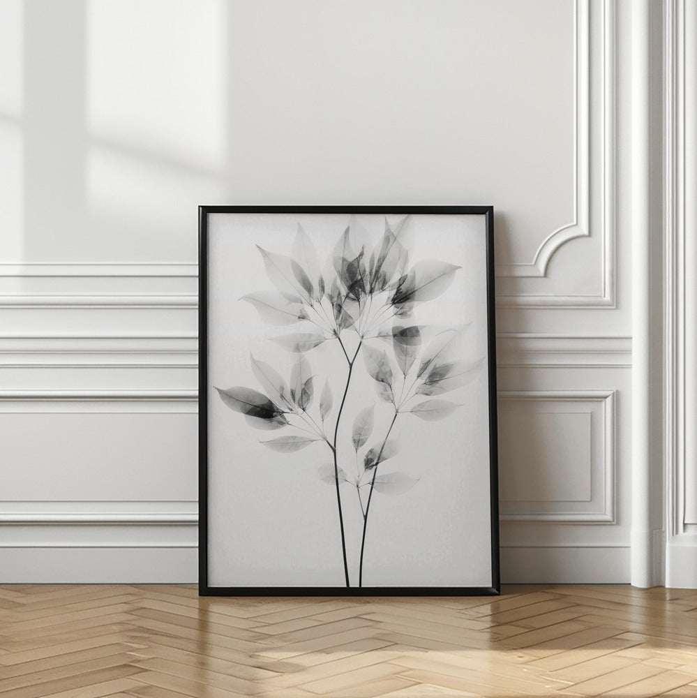 Transparent Botanic No 8 |Black and white floral wall art