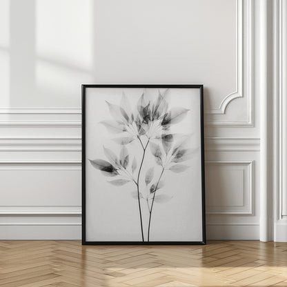 Transparent Botanic No 8 |Black and white floral wall art