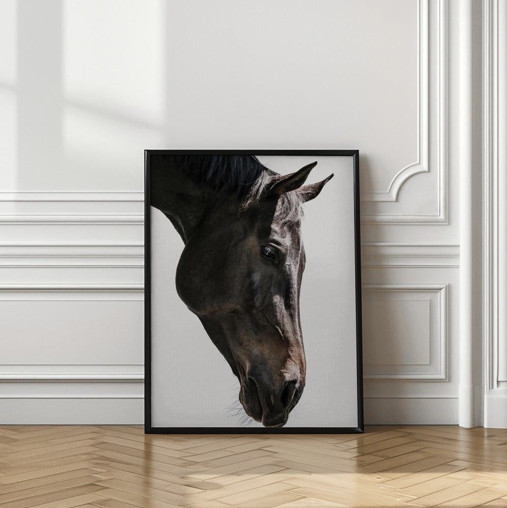 Gentle Equine Gaze | Horse wall art