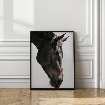 Gentle Equine Gaze | Horse wall art