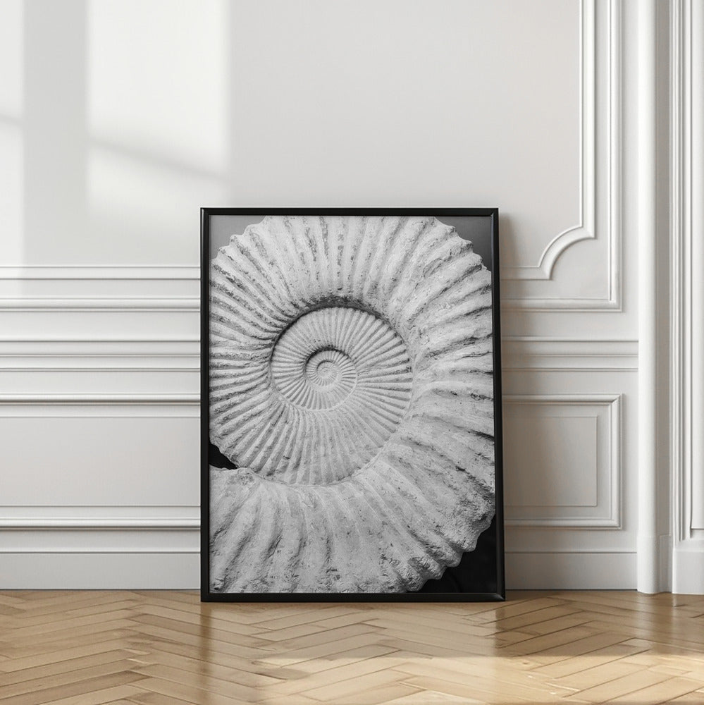 Ancient Spiral Dreams