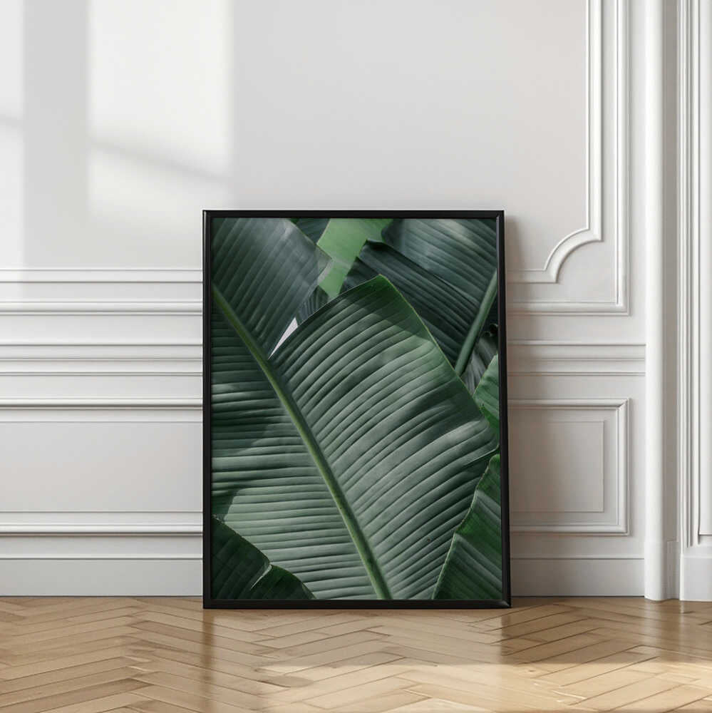 Lush Tropical Leaves