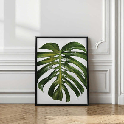 Fresh Tropical Monstera