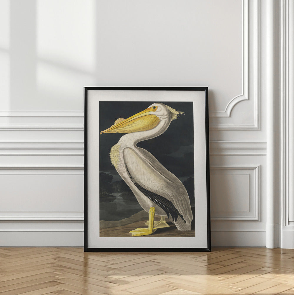 American White Pelican From Birds of America (1827)