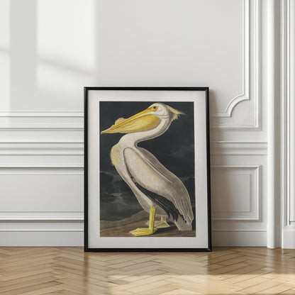 American White Pelican From Birds of America (1827)