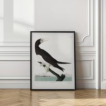 Load image into Gallery viewer, Booby Gannet From Birds of America (1827)
