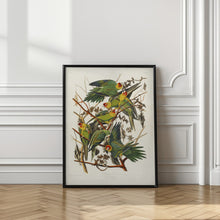 Load image into Gallery viewer, Carolina Parrot From Birds of America (1827)
