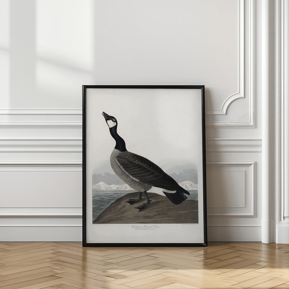 Hutchins's Barnacle Goose From Birds of America (1827)