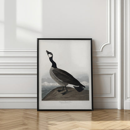 Hutchins's Barnacle Goose From Birds of America (1827)