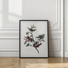 Load image into Gallery viewer, Painted Finch From Birds of America (1827)
