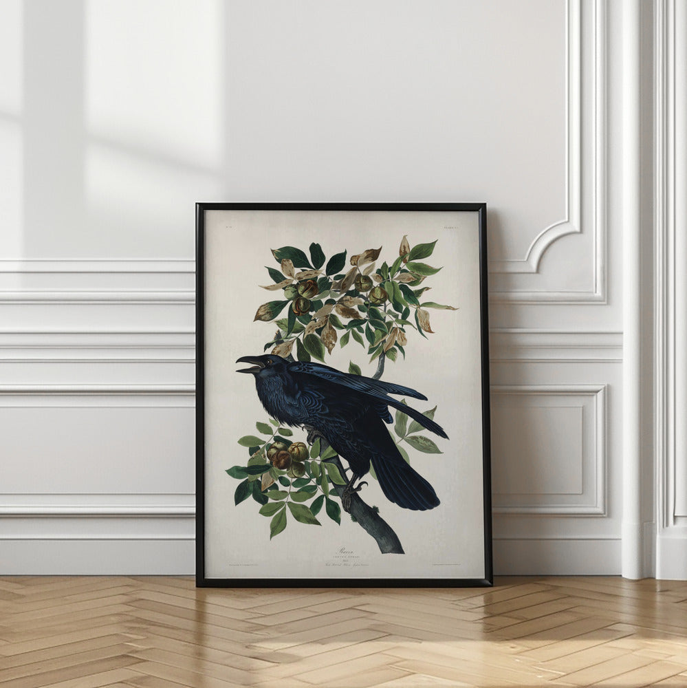 Raven From Birds of America (1827)