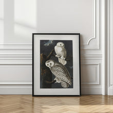 Load image into Gallery viewer, Snowy Owl From Birds of America (1827)
