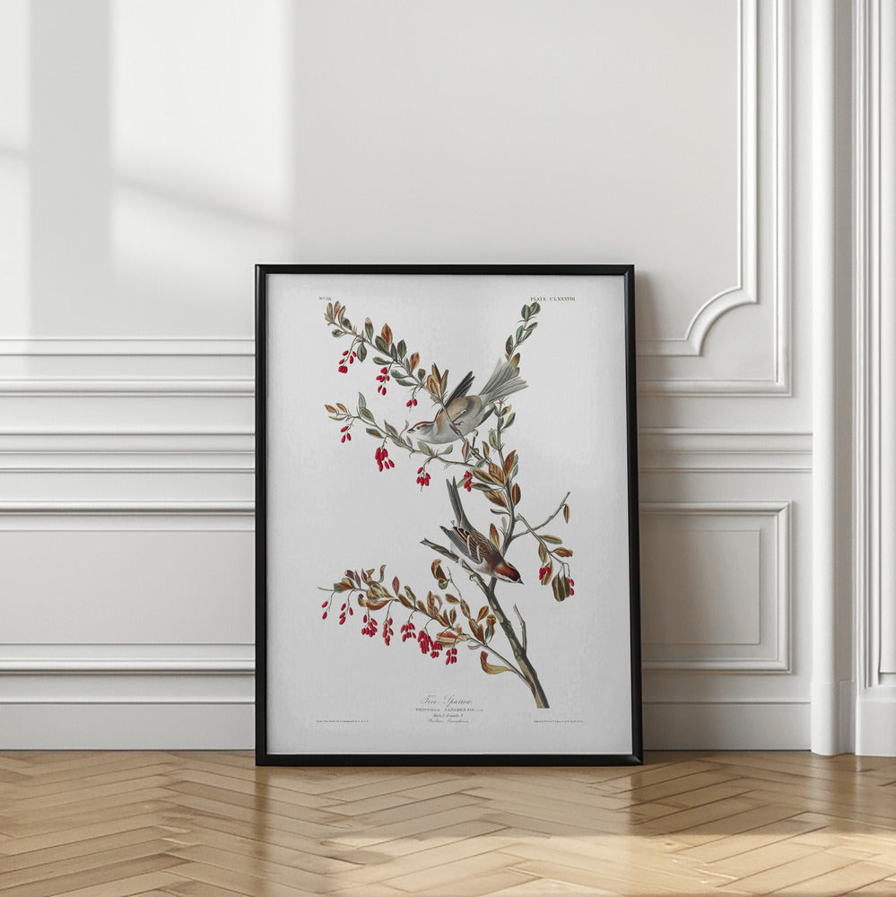 Tree Sparrow From Birds of America (1827) | Bird wall art