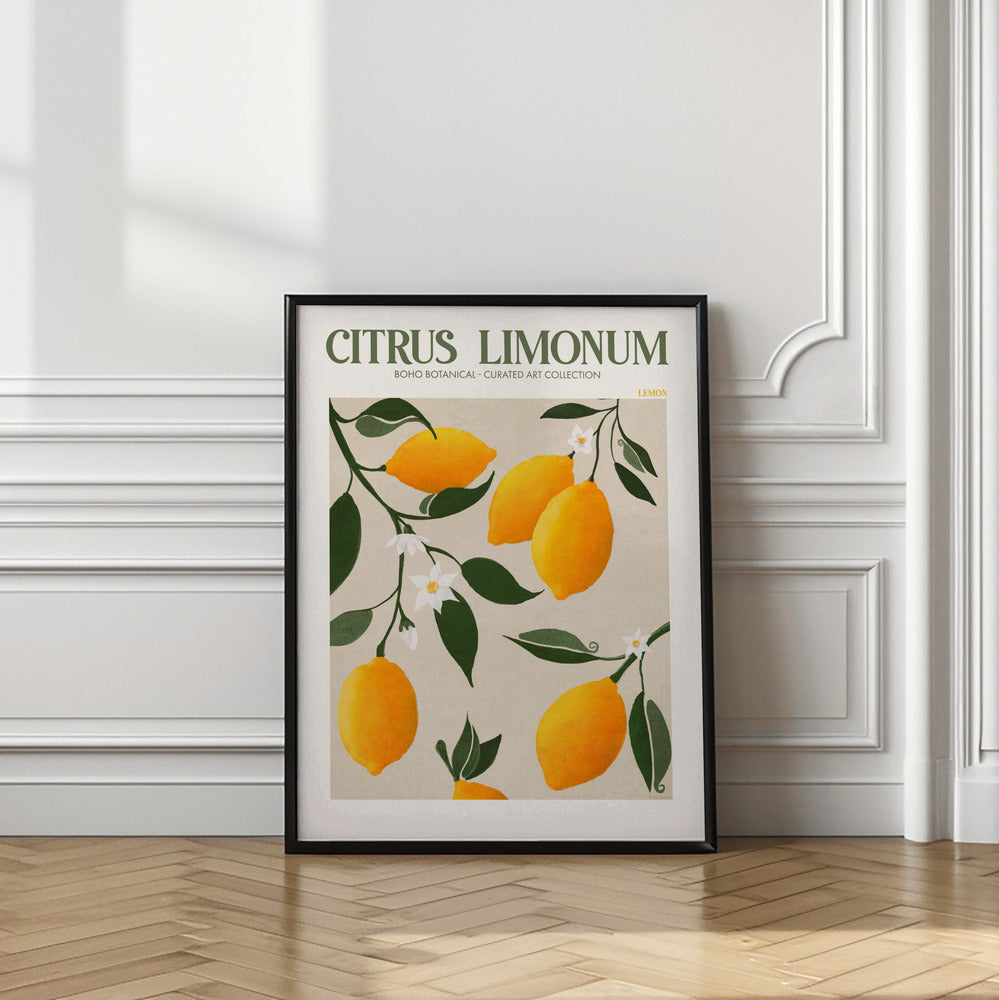 Citrus Limonum - Lemon