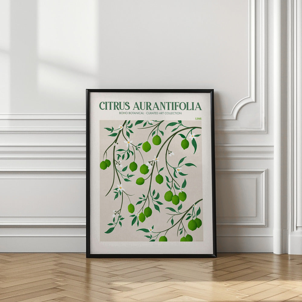 Citrus Aurantifolia - Lime