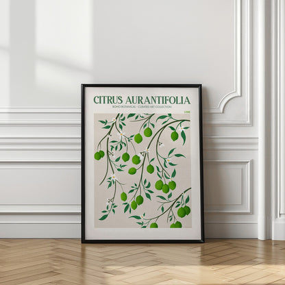 Citrus Aurantifolia - Lime