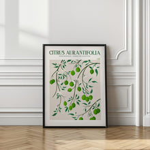 Load image into Gallery viewer, Citrus Aurantifolia - Lime
