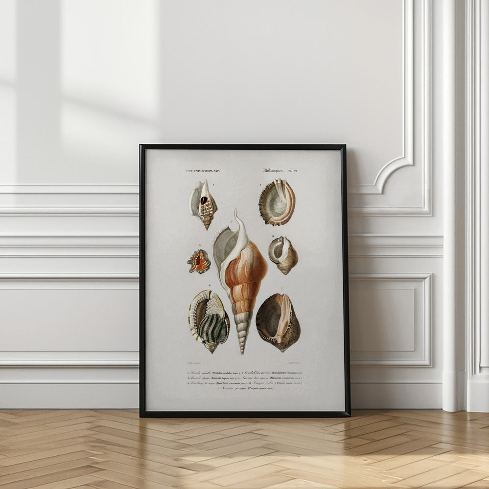 Different Types of Mollusks