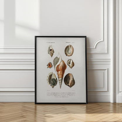 Different Types of Mollusks