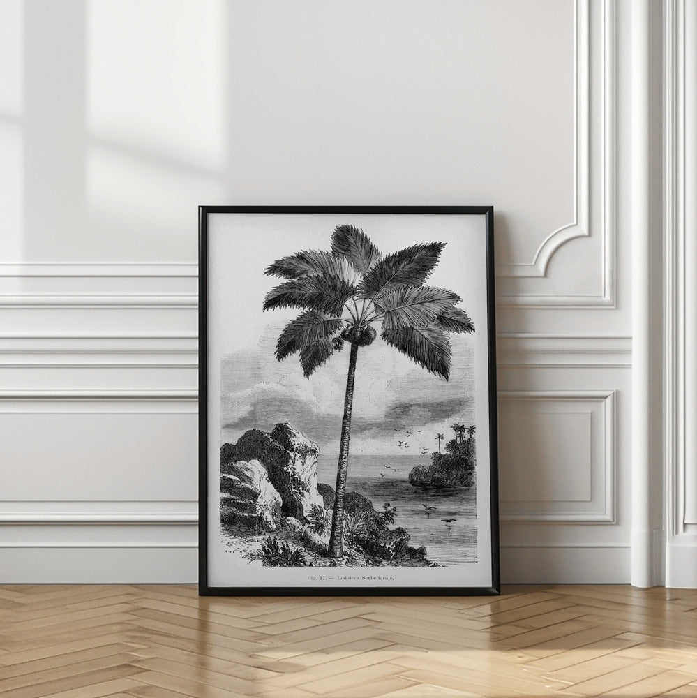 Vintage Palm Tree Drawing I