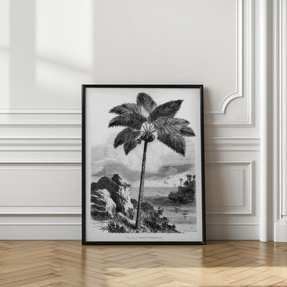 Vintage Palm Tree Drawing I