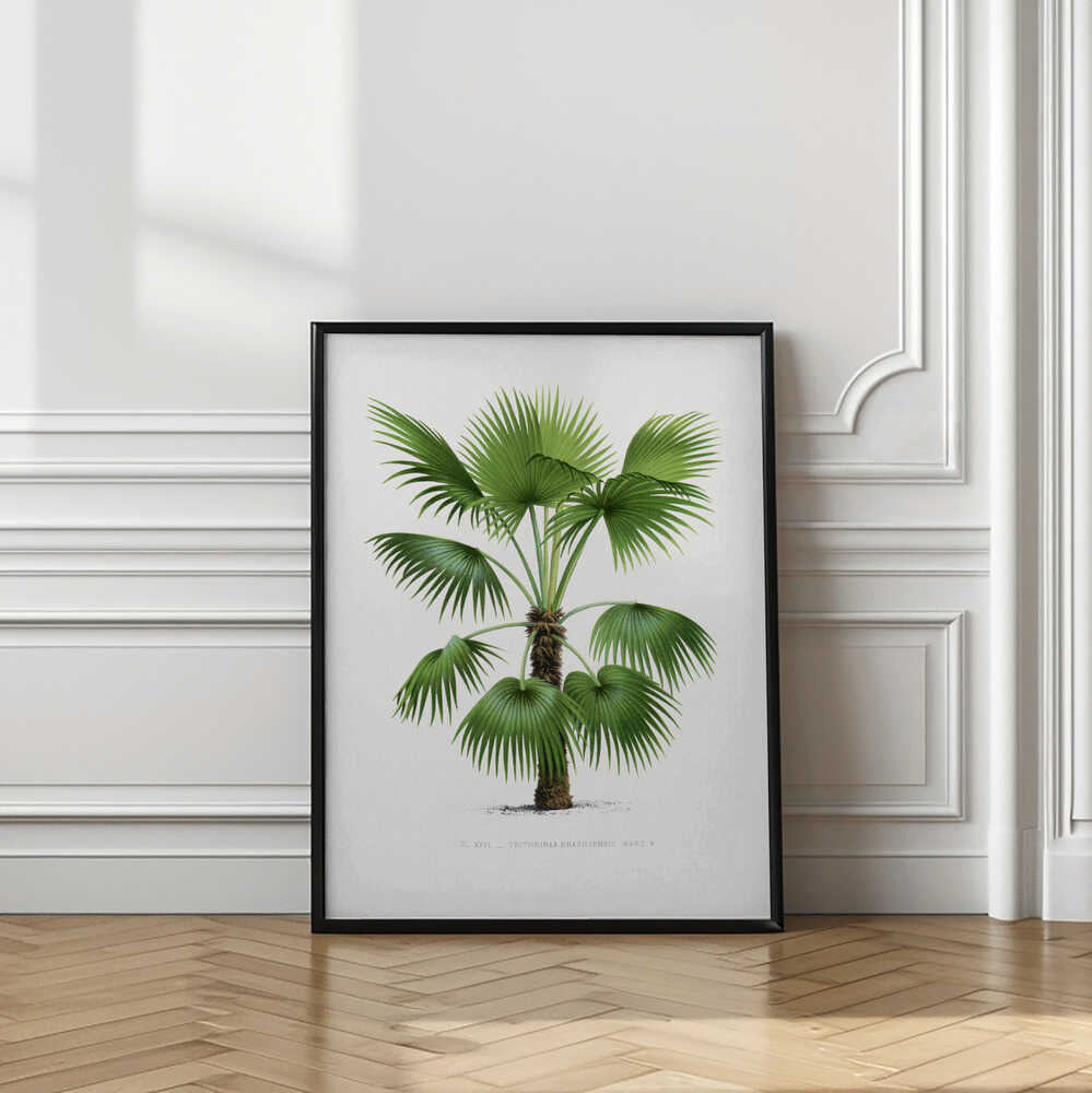 Xxvi Trithrinax B
