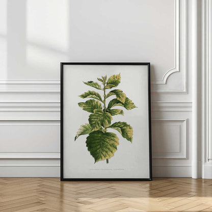 Common Hawnthorn Leaf Illustration