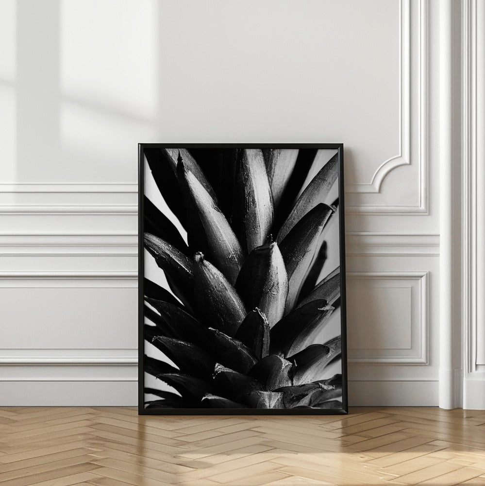 Pine B&w