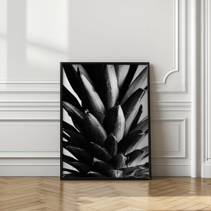 Pine B&w