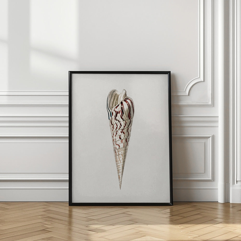 Mollusks Crop III